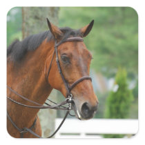 Bay Arab Horse Stickers