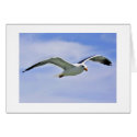 Bay Bird cards by imagemosaic Bay Bird cards
