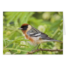 Bay-breasted Warbler (Dendroica castanea) adult Card