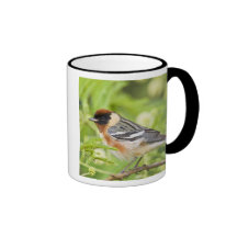 Bay-breasted Warbler (Dendroica castanea) adult Mug