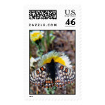 Bay Checkerspot Butterfly Stamp