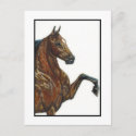 Bay Harness Pony 3 postcard