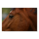 Bay Horse Closeup posters