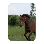 Bay Horse Design Magnet