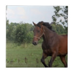 Bay Horse Design Tile