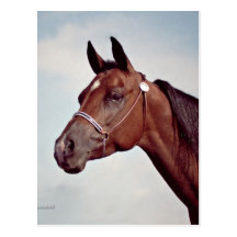Bay Horse Head Study Post Card