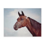 Bay Horse Head Study Post Card