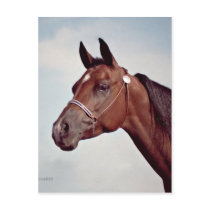 Bay Horse Head Study postcards by DocPixel Bay Horse Head Study postcards