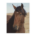 Bay Horse in Wind postcards