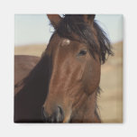 Bay Horse in Wind Refrigerator Magnets