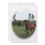 Bay Horse Invitation