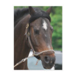 Bay Horse Lunging Postcard
