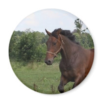 Bay Horse Magnet