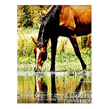 Bay Horse "Reflections" Postcard