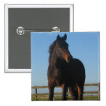 Bay Horse Square Pin