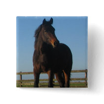 Bay Horse Square Pin