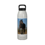 Bay Horse Water Bottle 