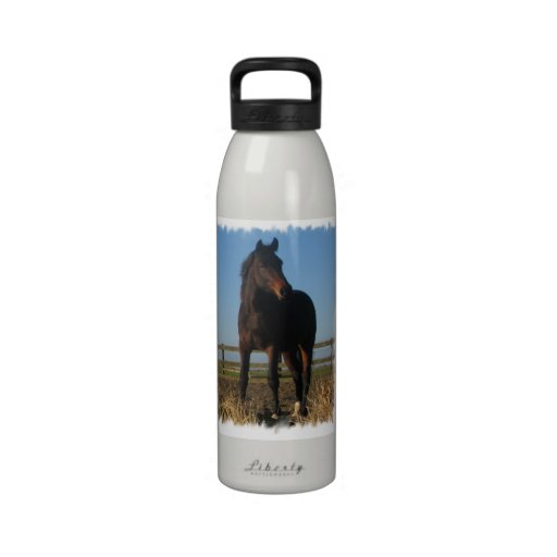 Bay Horse Water Bottle 