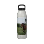 Bay Horse Water Bottle