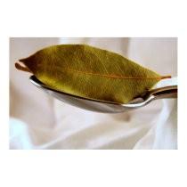 Bay Leaf posters by Adamophoto Bay Leaf posters