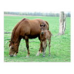 Bay Mare and Her Colt Postcard