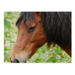 Bay Paso Fino Postcard