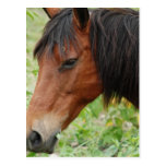 Bay Paso Fino Postcard