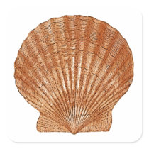 Bay Scallop Shell stickers