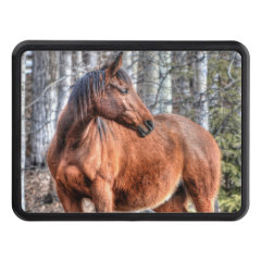 Bay Stallion Ranch Horse Equine-lover Photo Hitch Covers