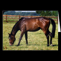 Bay Thoroughbred Gelding cards