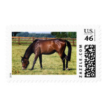 Bay Thoroughbred Gelding postage