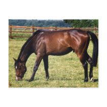 Bay Thoroughbred Gelding postcards