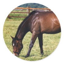 Bay Thoroughbred Gelding stickers