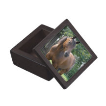 Bay Thoroughbred Horse Gift Box Premium Jewelry Box