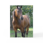 Bay Thoroughbred Horse Greeting Card