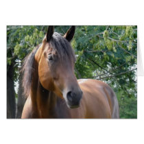 Bay Thoroughbred Horse Greeting Card
