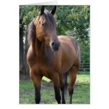 Bay Thoroughbred Horse Greeting Card