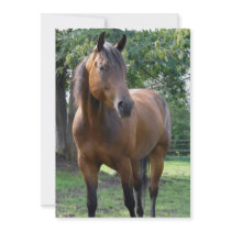 Bay Thoroughbred Horse Invitation