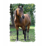bay thoroughbred, bay thoroughbred horse,