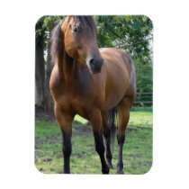 Bay Thoroughbred Horse Magnet