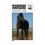 Bay Thoroughbred Horse Postage Stamp