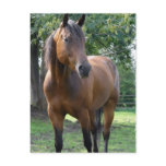 Bay Thoroughbred Horse Postcard