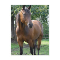 Bay Thoroughbred Horse Postcard