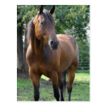 Bay Thoroughbred Horse Postcard