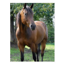 Bay Thoroughbred Horse Postcard postcards