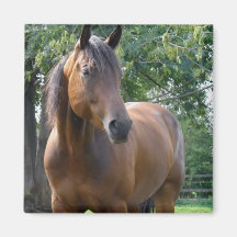 Bay Thoroughbred Horse Square Magnet