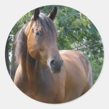 Bay Thoroughbred Horse Sticker