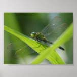 Bayou Bug Print