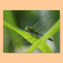 Bayou Bug posters