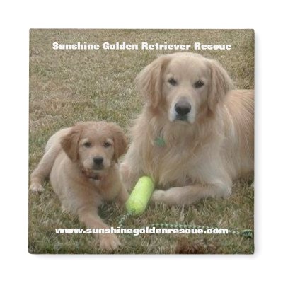 Bayou Magnet - Sunshine Golden Retriever Rescue... by sunshinegoldens